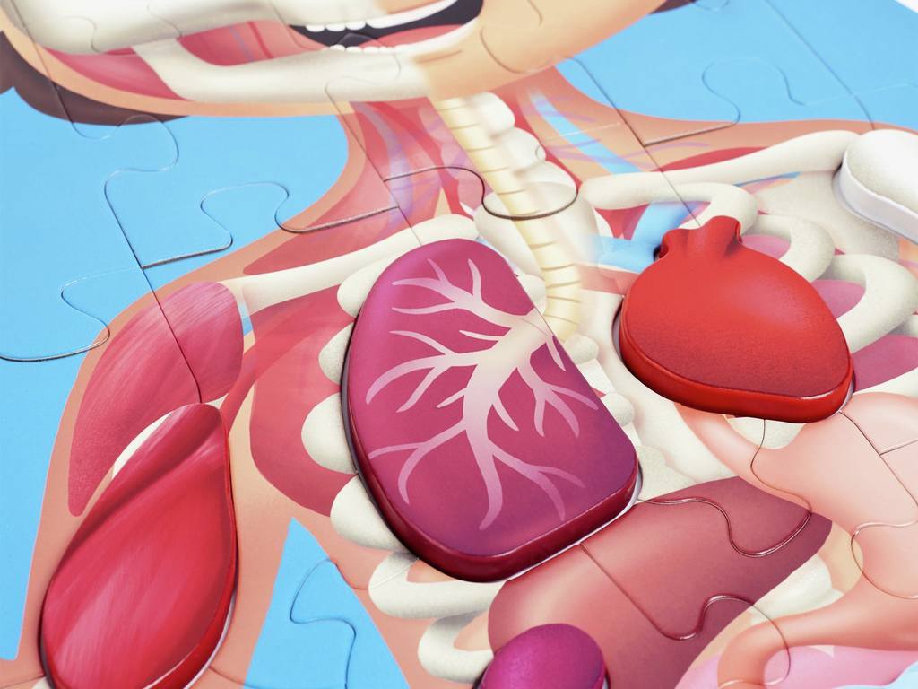 Puzle Cuerpo Humano