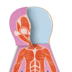 Rompecabezas Magnético del Cuerpo Humano | HAPE