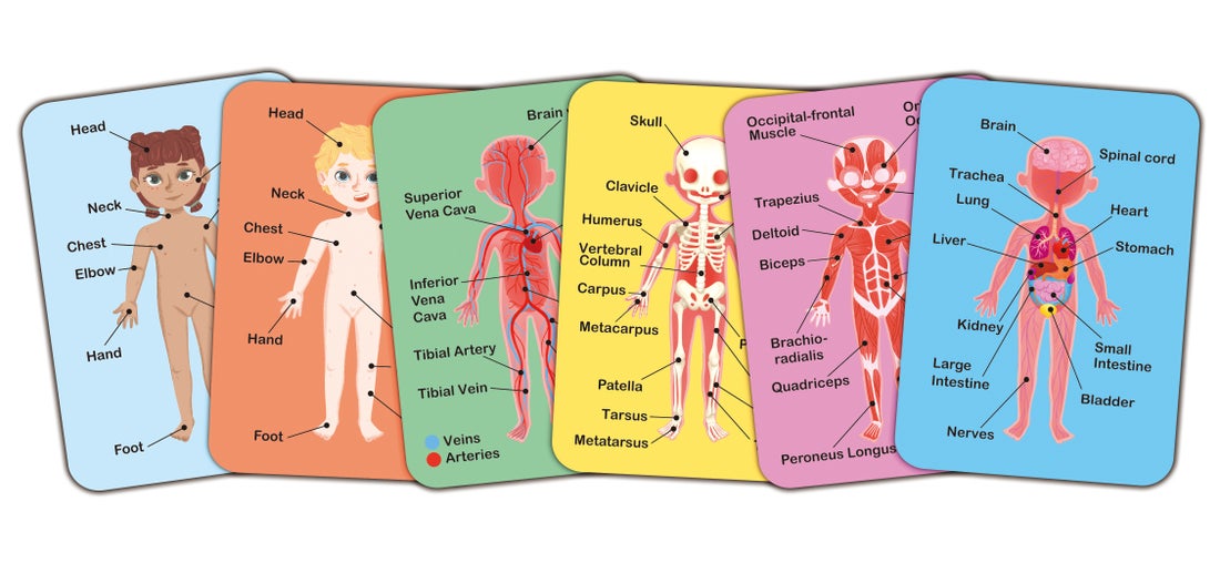 Rompecabezas Magnético del Cuerpo Humano | HAPE